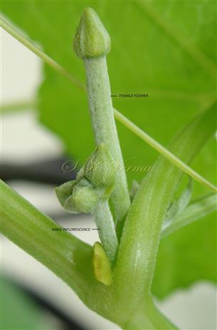  Female flower and Male Inflorescence